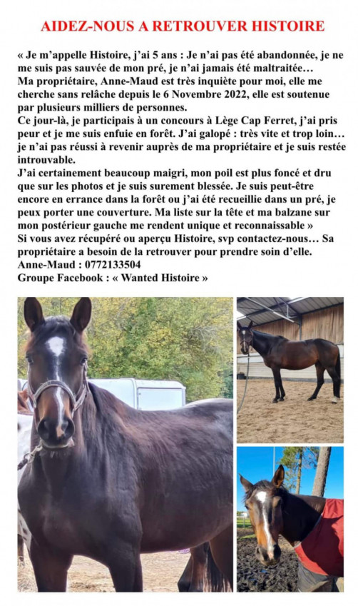 AFFICHE WANTED HISTOIRE.jpg